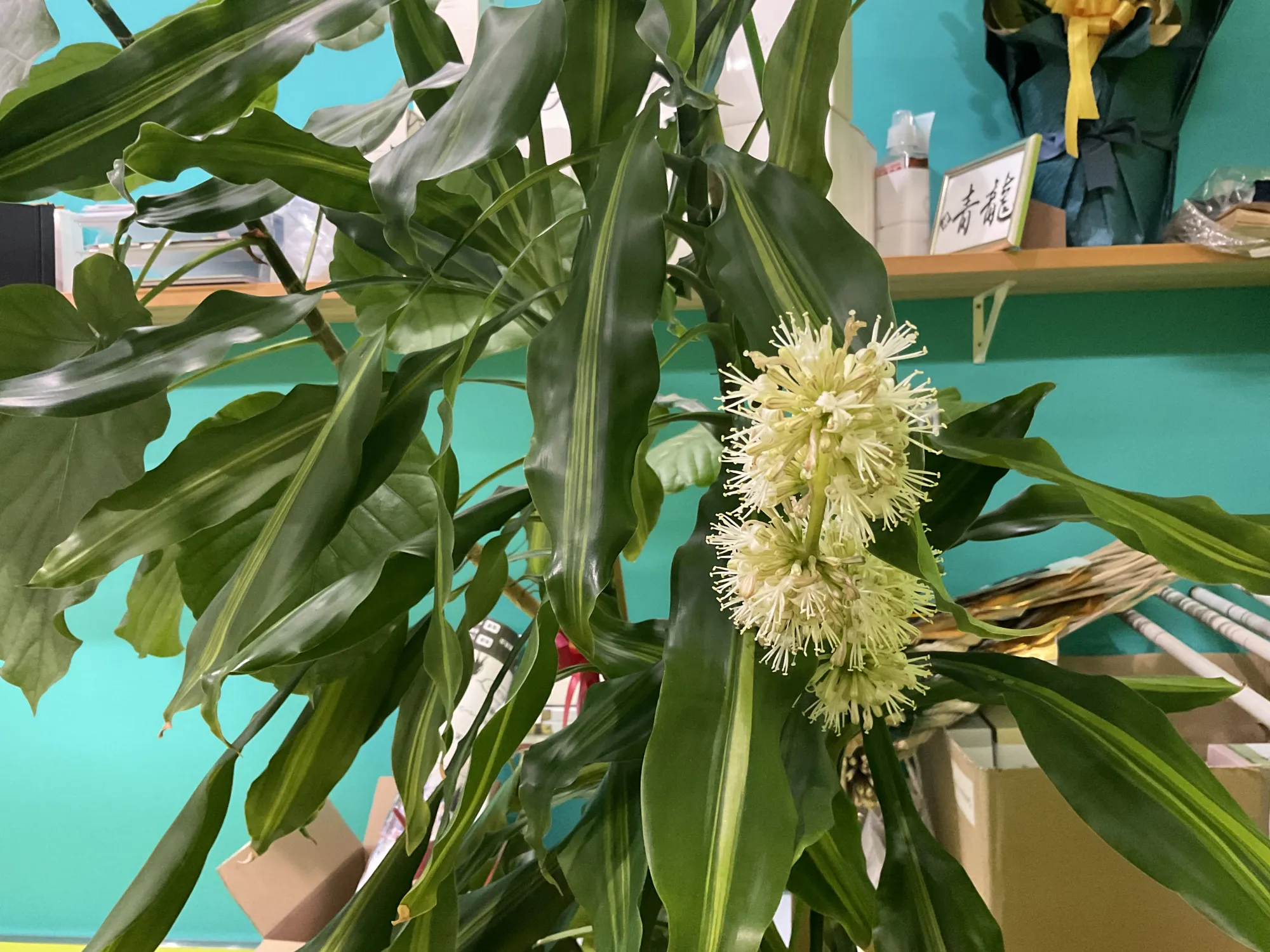 商売大繁盛 - 施工前